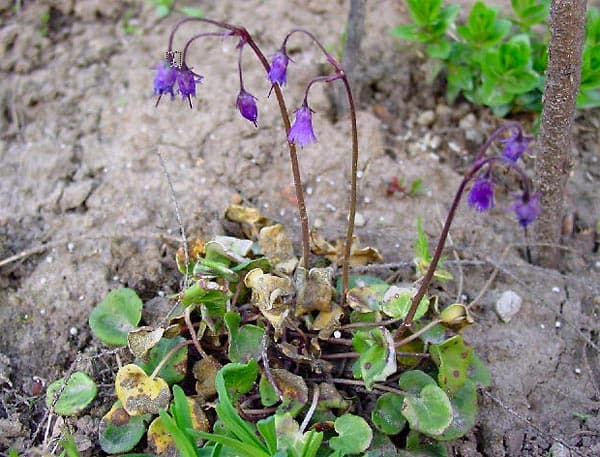 Soldanella pusilla